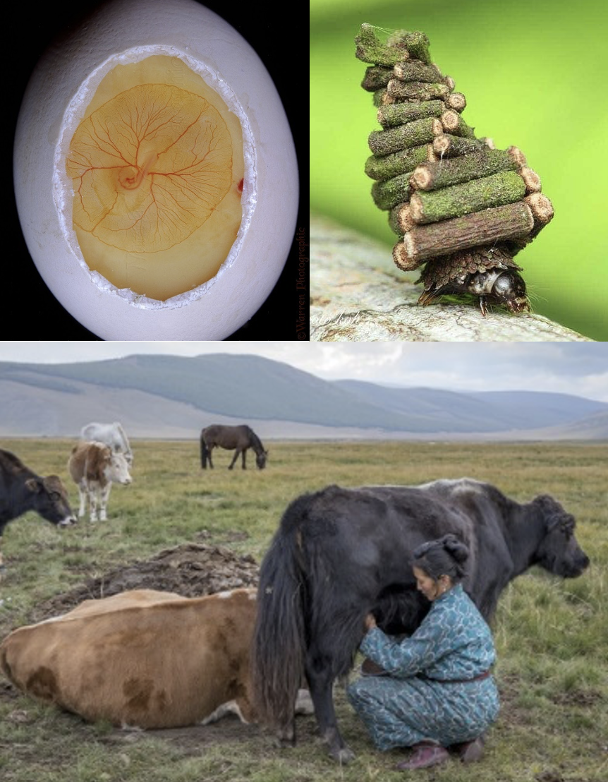 Images of a developing chicken embryo, a bagworm caterpillar, and a human milking a cow