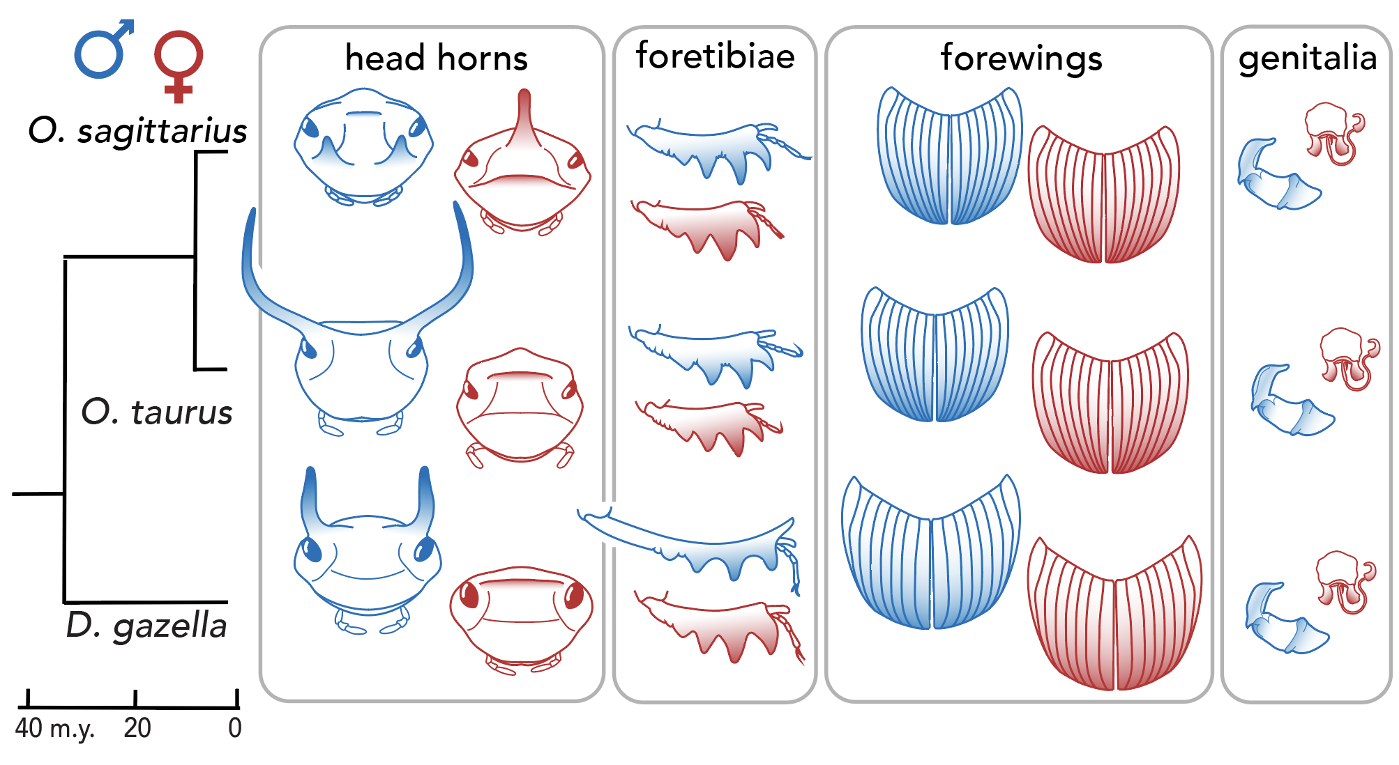 Diagram of sexually dimorphic traits in horned beetles